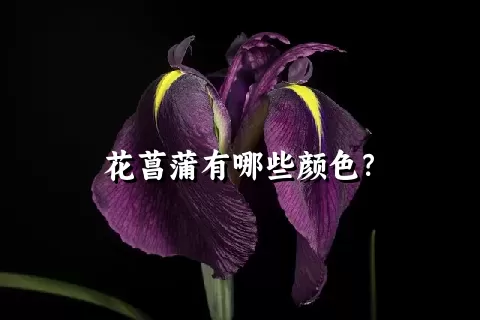 花菖蒲有哪些颜色？