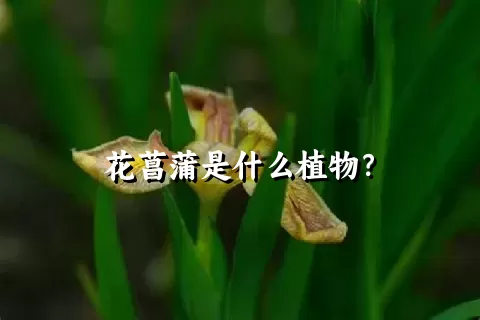 花菖蒲是什么植物？