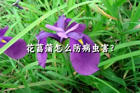 花菖蒲怎么防病虫害？