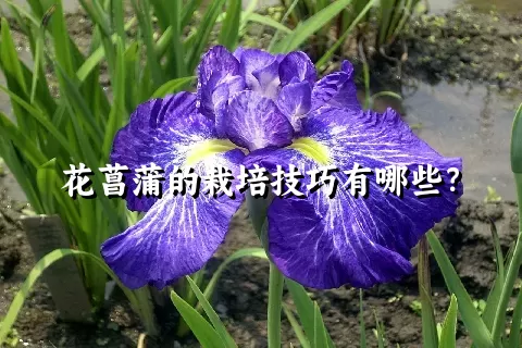 花菖蒲的栽培技巧有哪些？