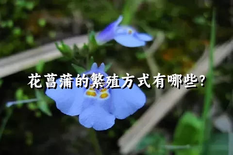 花菖蒲的繁殖方式有哪些？