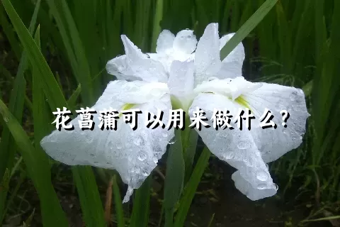 花菖蒲可以用来做什么？