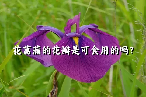 花菖蒲的花瓣是可食用的吗？