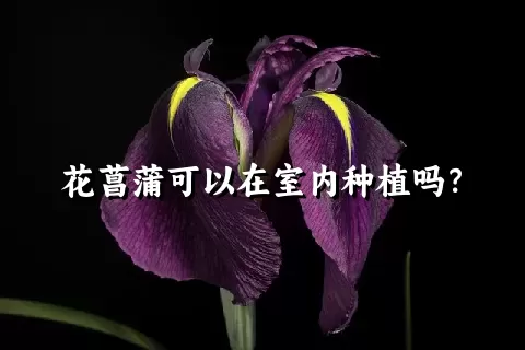 花菖蒲可以在室内种植吗？