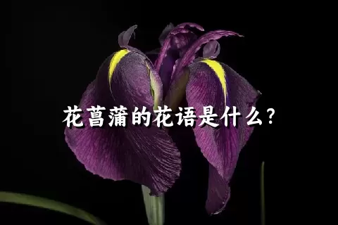 花菖蒲的花语是什么？