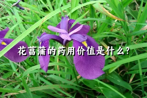 花菖蒲的药用价值是什么？