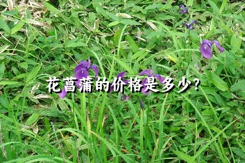 花菖蒲的价格是多少？