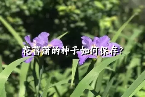 花菖蒲的种子如何保存？