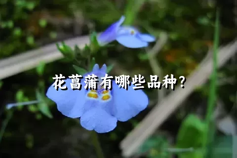 花菖蒲有哪些品种？