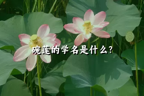 碗莲的学名是什么？