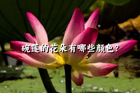 碗莲的花朵有哪些颜色？