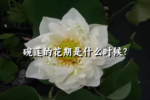 碗莲的花期是什么时候？