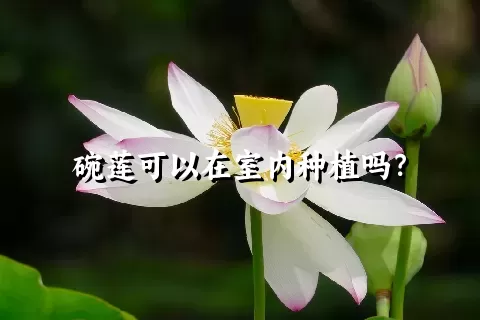 碗莲可以在室内种植吗？