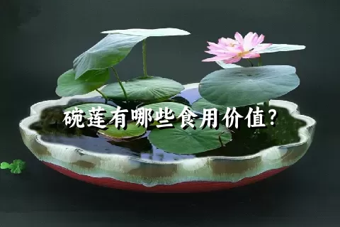 碗莲有哪些食用价值？