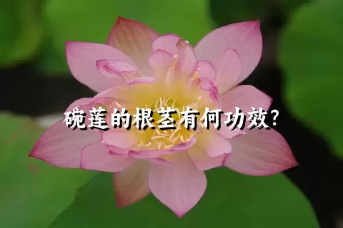 碗莲的根茎有何功效？