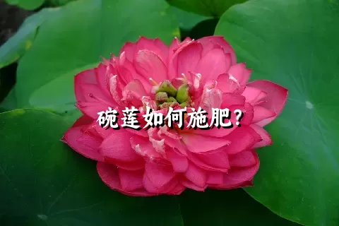 碗莲如何施肥？