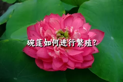 碗莲如何进行繁殖？