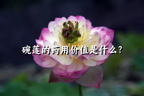 碗莲的药用价值是什么？