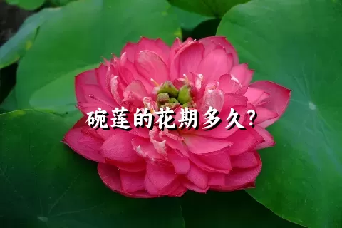 碗莲的花期多久？