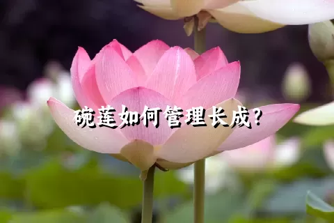 碗莲如何管理长成？