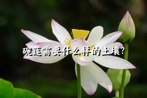 碗莲需要什么样的土壤？