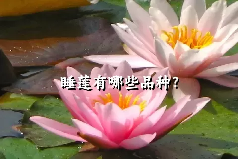 睡莲有哪些品种？