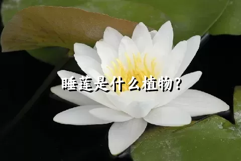 睡莲是什么植物？