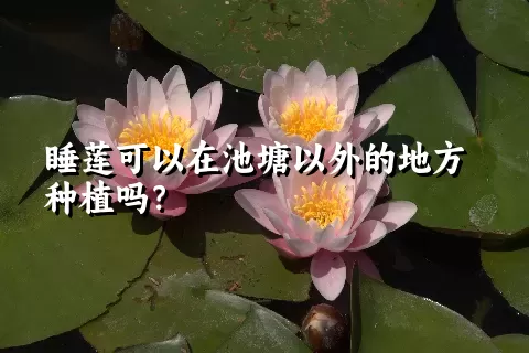 睡莲可以在池塘以外的地方种植吗？