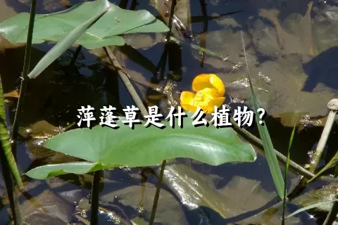 萍蓬草是什么植物？