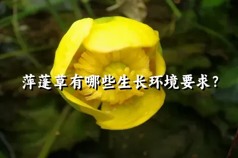 萍蓬草有哪些生长环境要求？