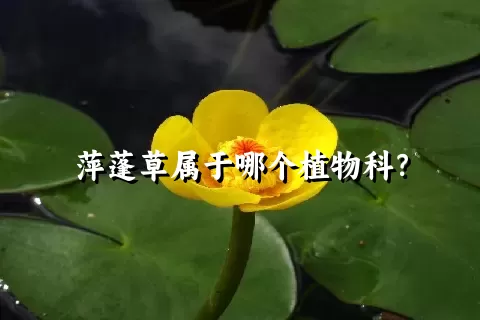 萍蓬草属于哪个植物科？