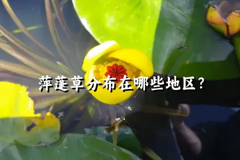 萍蓬草分布在哪些地区？