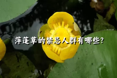 萍蓬草的禁忌人群有哪些？