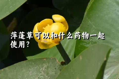 萍蓬草可以和什么药物一起使用？