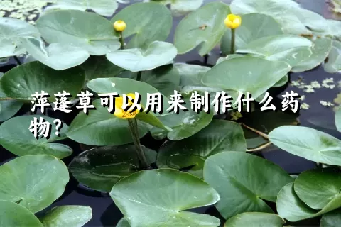 萍蓬草可以用来制作什么药物？