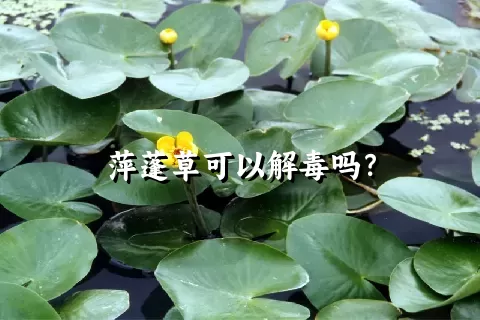 萍蓬草可以解毒吗？