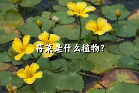 荇菜是什么植物？