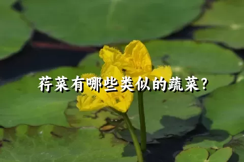 荇菜有哪些类似的蔬菜？