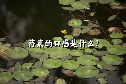 荇菜的口感是什么？