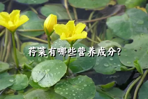 荇菜有哪些营养成分？