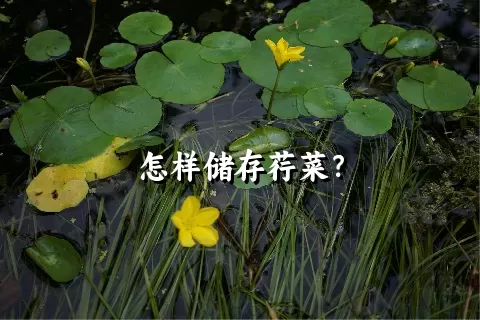 怎样储存荇菜？