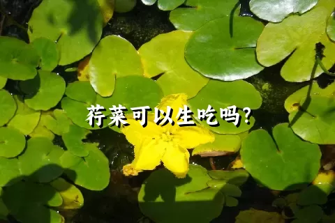 荇菜可以生吃吗？