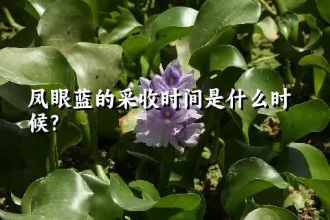 凤眼蓝的采收时间是什么时候?