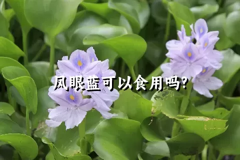 凤眼蓝可以食用吗?