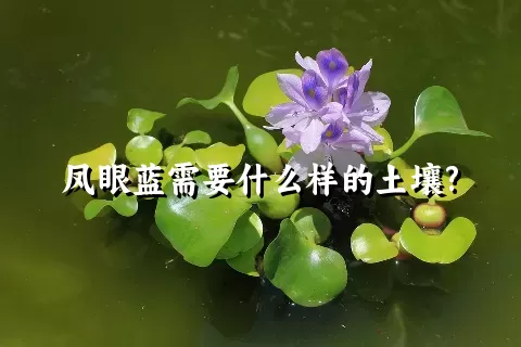 凤眼蓝需要什么样的土壤?