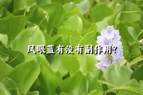 凤眼蓝有没有副作用?