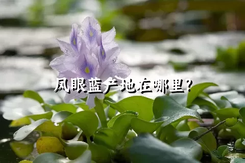 凤眼蓝产地在哪里?