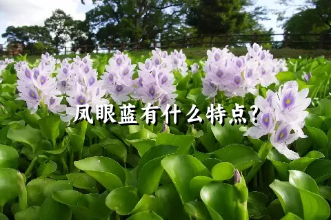 凤眼蓝有什么特点?