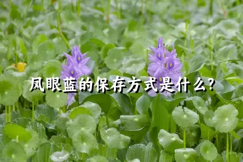 凤眼蓝的保存方式是什么?