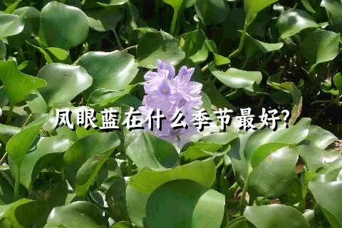 凤眼蓝在什么季节最好?